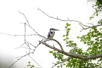 Pied kingfisher