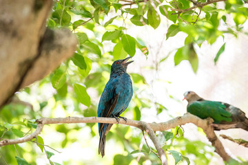 Asian Fairy-bluebird is found in forests across tropical southern Asia