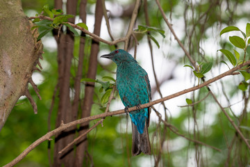 Asian Fairy-bluebird is found in forests across tropical southern Asia