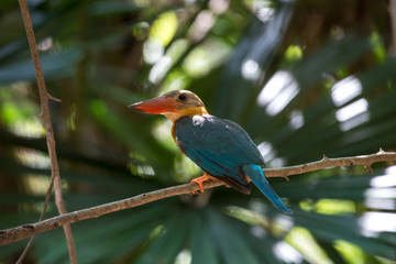 Stork-billed Kingfisher is a very large kingfisher, adult has a green back, blue wings and tail, olive-brown head and very large bill and legs are bright red.