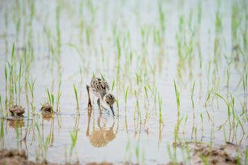 The black-winged stilt, common stilt, or pied stilt is a widely distributed very long-legged wader.