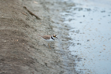 The little ringed plover