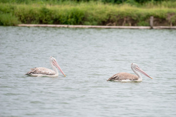 The spot-billed pelican or grey pelican (Pelecanus philippensis) is a member of the pelican family. It breeds in southern Asia.