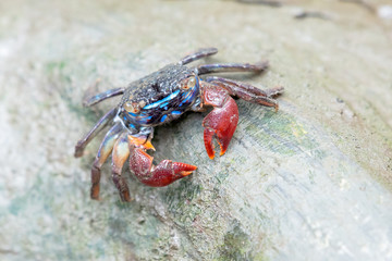 A fiddler crab, sometimes known as a calling crab, may be any of approximately 100 species of semi-terrestrial marine crabs