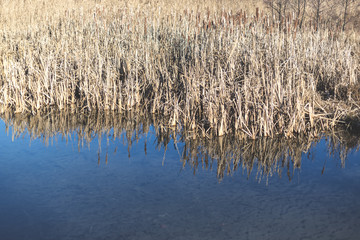 Lake with dry reeds in autumn.