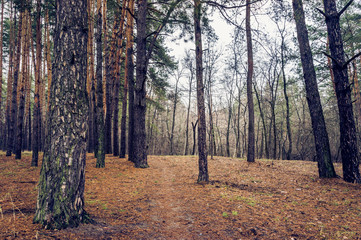 Obraz premium Old road in the pine forest in autumn time.