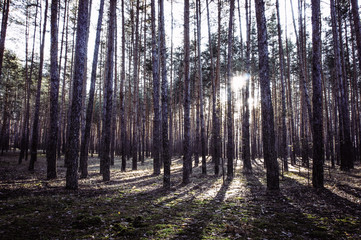 Sunrise in a pine forest in the autumn