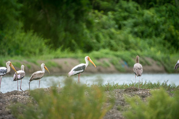 The painted stork is a large wader in the stork family. It is found in the wetlands of the plains of tropical Asia south of the Himalayas in the Indian Subcontinent and extending into Southeast Asia.