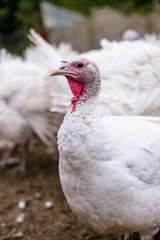 Breeding turkeys on a farm.