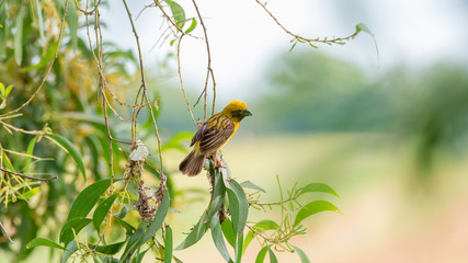 Asian golden weaver