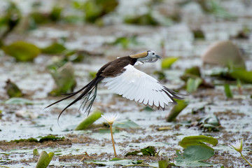 Pheasant-tailed Jacana is the most beautiful waterbird with long tail lived, walk on floating vegetation in shallow lakes