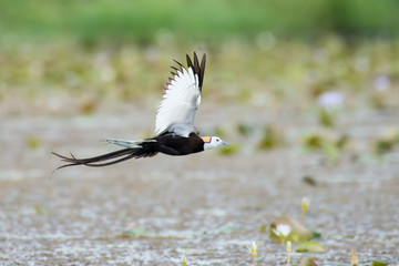Pheasant-tailed Jacana is the most beautiful waterbird with long tail lived, walk on floating vegetation in shallow lakes
