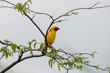Asian golden weaver