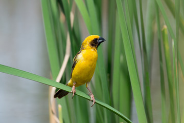 Obraz premium Asian golden weaver