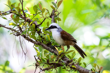 White-crested Laughingthrush