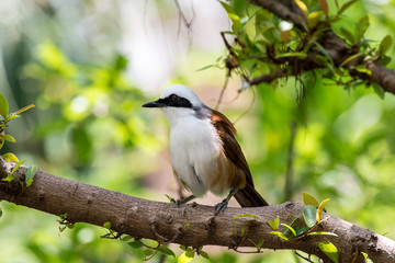 White-crested Laughingthrush