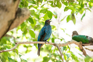 Asian Fairy-bluebird is found in forests across tropical southern Asia