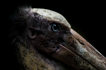 close up head of Lesser adjutant stork  with black background