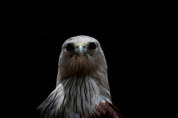 Close up head of Brahminy Kite with black background