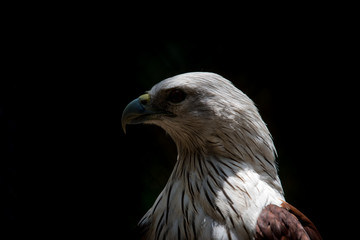 Close up head of Brahminy Kite with black background