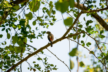 The small minivet is a small passerine bird. This minivet is found in tropical southern Asia