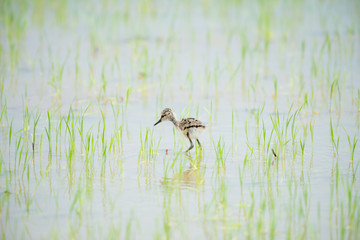 The black-winged stilt, common stilt, or pied stilt is a widely distributed very long-legged wader.