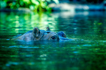 Hippopotamus Surfacing above water