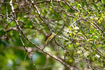 The small minivet is a small passerine bird. This minivet is found in tropical southern Asia