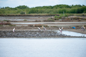 The painted stork is a large wader in the stork family. It is found in the wetlands of the plains of tropical Asia south of the Himalayas in the Indian Subcontinent and extending into Southeast Asia.