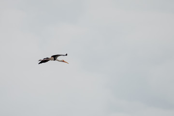 The painted stork is a large wader in the stork family. It is found in the wetlands of the plains of tropical Asia south of the Himalayas in the Indian Subcontinent and extending into Southeast Asia.