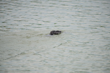 Diving Little Cormorant