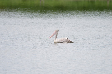The spot-billed pelican or grey pelican (Pelecanus philippensis) is a member of the pelican family. It breeds in southern Asia.