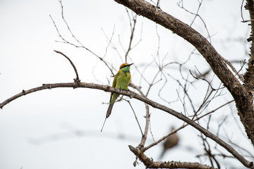 The green bee-eater or little green bee-eater is a near passerine bird in the bee-eater family.