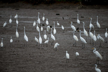 The little egret and cattle egrets are living in rice field in petchburi, Thailand
