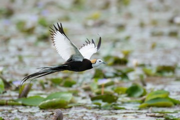 Pheasant-tailed Jacana is the most beautiful waterbird with long tail lived, walk on floating vegetation in shallow lakes