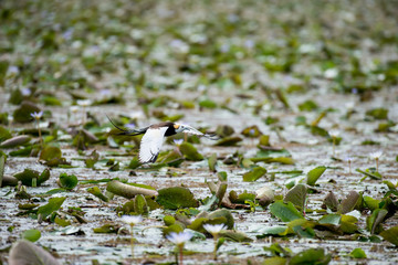 Pheasant-tailed Jacana is the most beautiful waterbird with long tail lived, walk on floating vegetation in shallow lakes