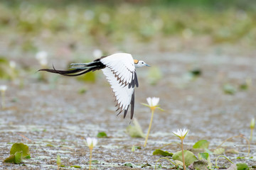 Pheasant-tailed Jacana is the most beautiful waterbird with long tail lived, walk on floating vegetation in shallow lakes
