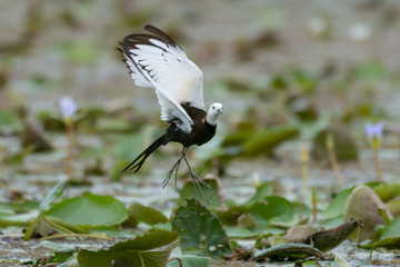 Pheasant-tailed Jacana is the most beautiful waterbird with long tail lived, walk on floating vegetation in shallow lakes