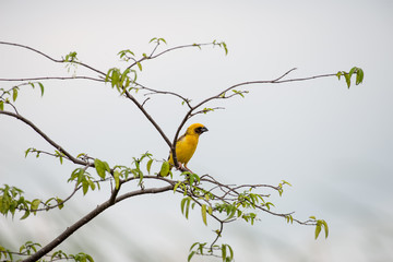 Asian golden weaver