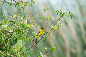 Asian golden weaver
