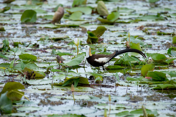 Pheasant-tailed Jacana is the most beautiful waterbird with long tail lived, walk on floating vegetation in shallow lakes