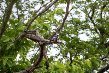 Pied kingfisher