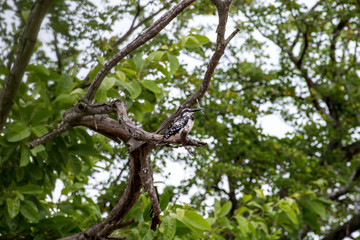 Pied kingfisher