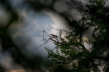 Pied kingfisher
