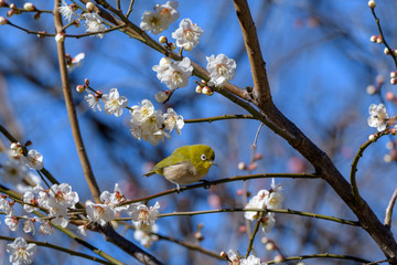 メジロと梅の花