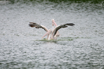 The spot-billed pelican or grey pelican (Pelecanus philippensis) is a member of the pelican family. It breeds in southern Asia.