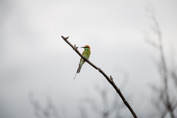 The green bee-eater or little green bee-eater is a near passerine bird in the bee-eater family.