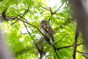 The Asian barred owlet is a species of true owl, resident in northern parts of the Indian Subcontinent and parts of Southeast Asia.