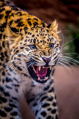 Plakat Leopard Growl