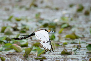 Pheasant-tailed Jacana is the most beautiful waterbird with long tail lived, walk on floating vegetation in shallow lakes